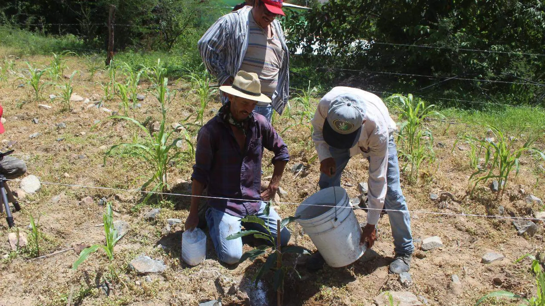 PLANTAS DE AGUACATE (7)